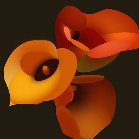 Illustration of 3 mango calla lily flowers in blended shades of red, orange and yellow on a dark background.